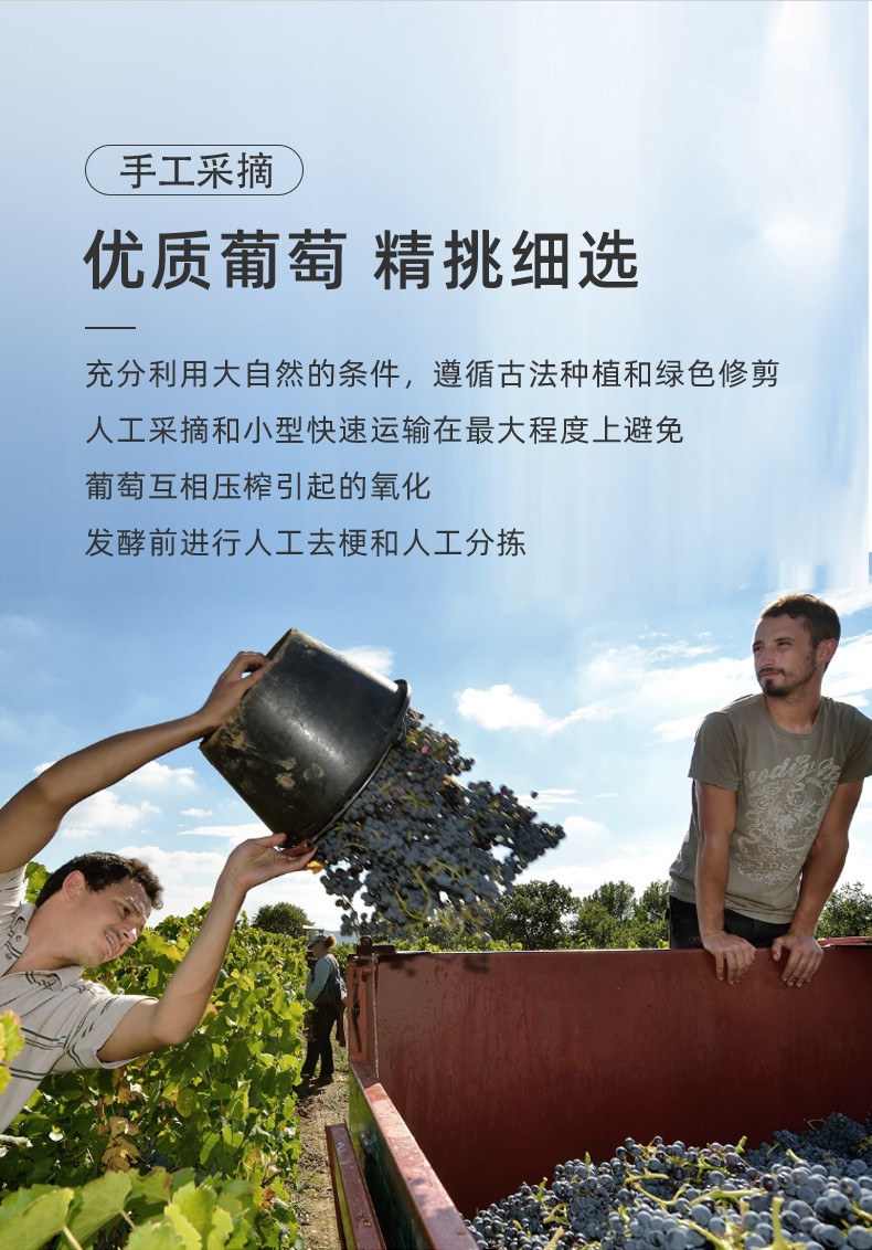 精選優質葡萄充分利用大自然條件