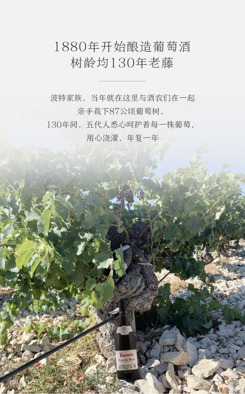 樹齡均130年老藤